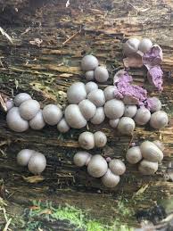 Image result for Scleroderma citrinum