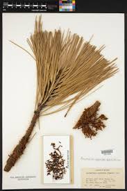 Image result for Thesium bequaertii