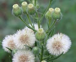 Image result for Erigeron bonariensis