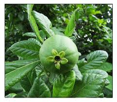 Image result for Catunaregam