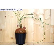 Image result for Cyclantheropsis parviflora