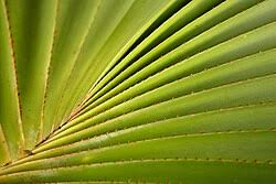 Image result for Pandanus utilis