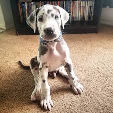 Both male and females available. 10 Weeks Old Great Dane Puppy Denver For Sale Denver Pets Dogs