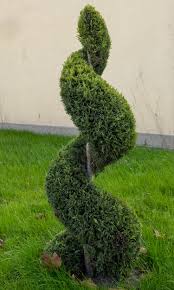 Image result for spiral cut juniper trees