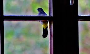 Bird Hitting Window Meaning Pin On Catholic