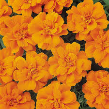 Image result for Tagetes patula