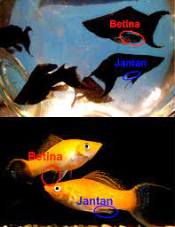 Perbedaan Ikan Golden Black Molly Jantan Dan Betina