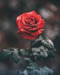 Check spelling or type a new query. Rose Wallpapers Free Hd Download 500 Hq Unsplash