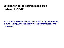 Apakah endosperma terdapat pada biji dewasa? Ppt Fertilisasi Pembuahan Powerpoint Presentation Free Download Id 2108551