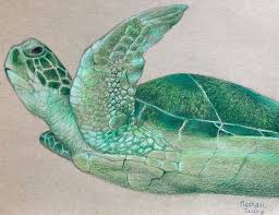 Sea turtle in colored pencil part 2 *oms. Green Turtle Earley Art Drawings Illustration Animals Birds Fish Reptiles Amphibians Turtles Tortoises Artpal