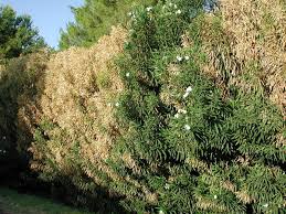 Image result for xylella fastidiosa oleander symptoms
