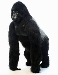 Pin On Life Size Stuffed Animals