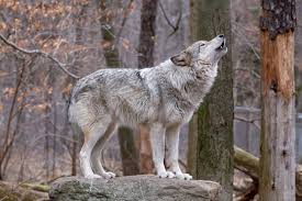 This animal appearing in our lives whether in reality or in our dreams, can symbolize someone who is deeply spiritual and knowledgeable in that area. Dreams About Wolves Meaning And Interpretation