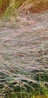 Alyssa Fedor (@alyssafedor)