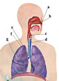 We did not find results for: Quiz Sistem Pernapasan Science Quizizz