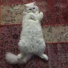 White Cat Kedi Tv