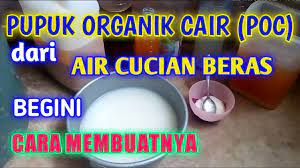 Pupuk Organik Cair Poc Dari Air Cucian Beras Begini Cara Membuatnya Youtube Pupuk Organik Kesehatan Alami Tanaman