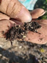 X Post From R Whatsthisbug Are These Bug Eggs In A Potted Plant Gardening Garden Diy Home Flowers Roses Nature Landscapi Plants Aerogarden Lawn Care
