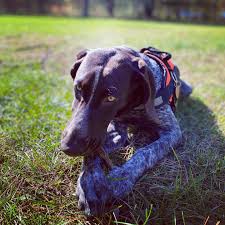 Maybe you would like to learn more about one of these? Great Off Leash Dog Training Llc Home Facebook