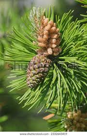 Image result for Pinus