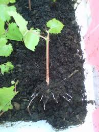 Image result for grapevine cuttings