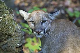 Sustaining Wildlife With Recreation