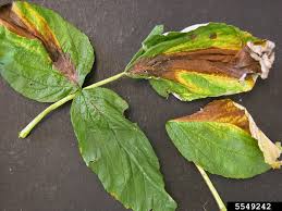 Image result for Raspberry spur blight