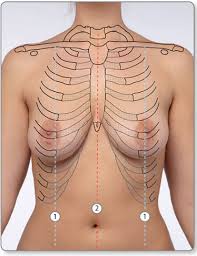 We'll go over its different openings and functions before exploring the conditions that can affect the diaphragm. Jaypeedigital Ebook Reader