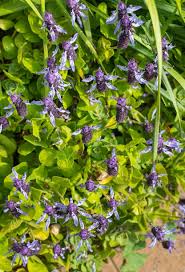 Image result for Coleus caninus