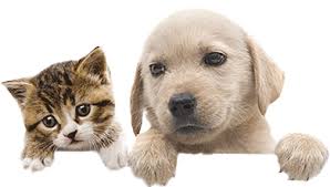 Pet Paired Names Pet Name Search By Movie Stars Cartoons And More Whether you're stuck for inspiration. pet paired names pet name search by