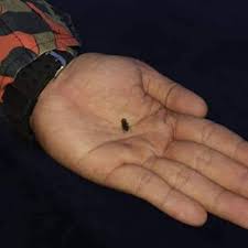 Manusia dianugerahi oleh allah ﷻ anggota tubuh yang lengkap. Haiwanvlogs Gambar Haiwan Memutuskan Anggota Badan