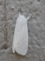 (please comment!!) i don't know, but lovely moth! Anyone Else Like Moths Or Shall I Shut Up Now Page 8 Subsim Radio Room Forums