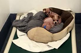 Check spelling or type a new query. Paws Rescues 16 Chihuahuas Paws Chicago News Paws Chicago