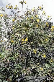 Image result for Bixaceae