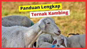 Pada umumnya tipe kandang yang baik bagi ternak kambing adalah yang berbentuk panggung. Panduan Lengkap Beternak Kambing Hobi Ternak