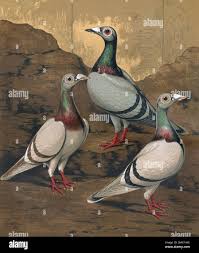 A Male English Carrier And Female Lahore In Kubwa - Birds, Usman Ibrahim |  Jiji.Ng