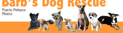 23,693 likes · 1,982 talking about this. Barb S Dog Rescue Casas Adobes Az Alignable