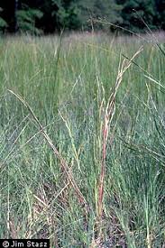 Image result for Coelorachis