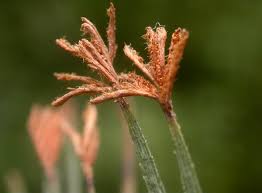 Image result for Schizaea