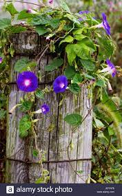 Fickle gardeners can enjoy a profusion of pink flowers one year and a bounty of blue the. Pin On Morning Glories