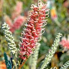 Keep your garden flourishing during winter by adding plants that flower in the cooler months. Plant Winter Blooming Flowers New Zealand Handyman Magazine