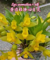 lyc aromatica self 黃肉桂捧心自交 big leaves white dragon dark pink