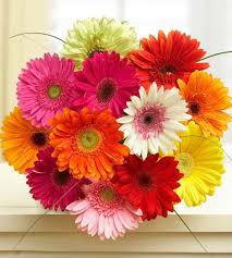 Image result for Gerbera jamesonii