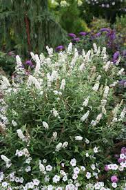 Dwarf red ruby butterfly bush zone 5 9 full to partial sun 4 8 feet tall and fragrant garden plant pots flowers lilac flowers. Miss Pearl Butterfly Bush Buddleia X Proven Winners