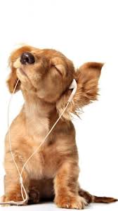 Cute Dog Listening To Music Puppy Dog Pictures Cute Dog Wallpaper Cute Puppy Wallpaper