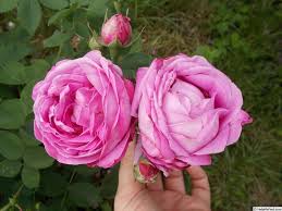 La Reine Rose Photo Rose Hybrid Tea Roses Rose Photos