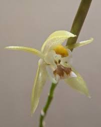 Image result for Bulbophyllum schinzianum