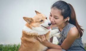 Cowboy corgi puppies for sale ohio. How To Buy A Corgi Why Do Corgis Cost So Much Corgi Care
