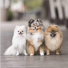 Your local dollar tree at f/s brooklyn mi carries all the office supplies you need to run your small business, classroom, school, office, or church. The Best 10 Pet Stores Near Brooklyn Ny 11215 Last Updated July 2021 Yelp