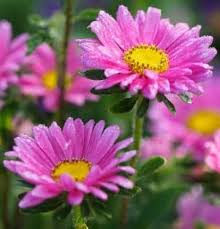 I'm a good judge of character. How To Choose The Right Flowers To Place On A Grave